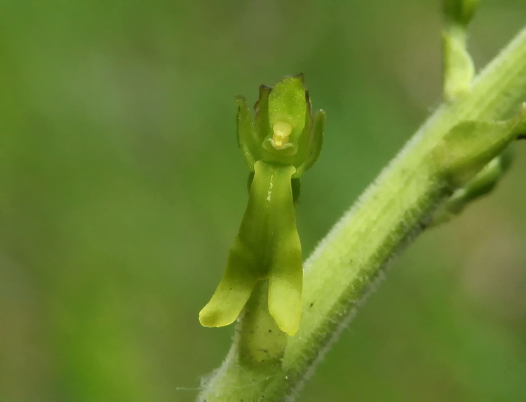 Neottia ovata